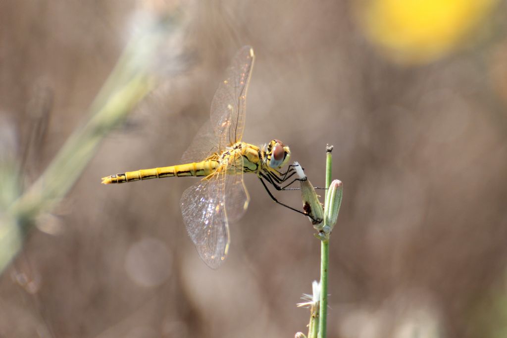 Tutti Sympetrum fonscolombei?